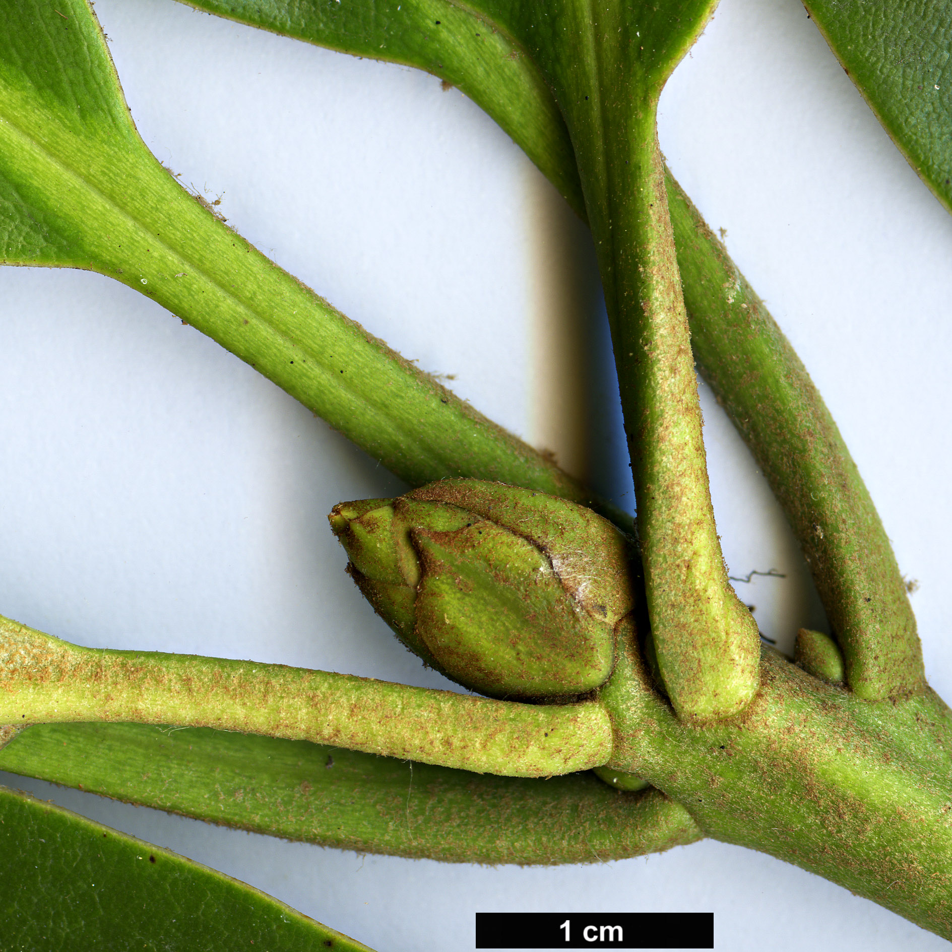 High resolution image: Family: Ericaceae - Genus: Rhododendron - Taxon: clementinae - SpeciesSub: subsp. aureodorsale